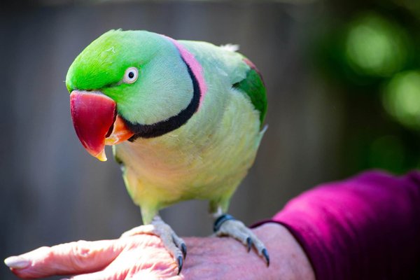How to Safely Introduce a Pet Bird to Outdoor Free-Flight?